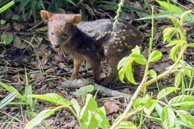 Jungtier Pudu im Zoo Dortmund