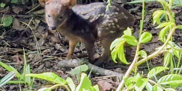 Jungtier Pudu im Zoo Dortmund