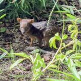Jungtier Pudu im Zoo Dortmund