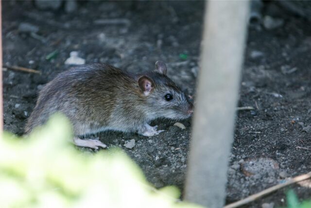 Ratte in Dortmund