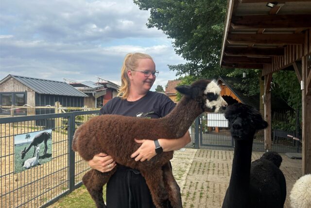Sabrina Beckmann mit einem der Fohlen der Alpakas in Netteberge.