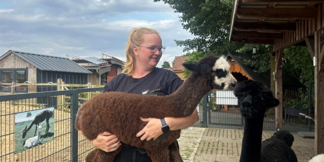 Sabrina Beckmann mit einem der Fohlen der Alpakas in Netteberge.