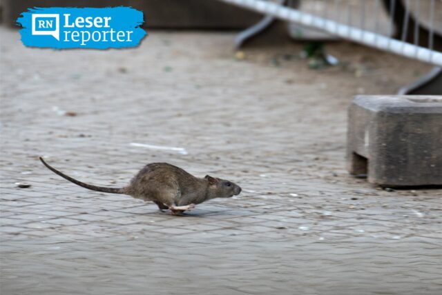 Eine Ratte läuft über den Gehweg in der Dortmunder Innenstadt.