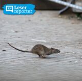 Eine Ratte läuft über den Gehweg in der Dortmunder Innenstadt.