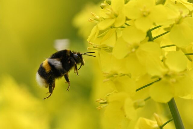Eine Hummel fliegt in einem Rapsfeld eine Rapsblüte an.