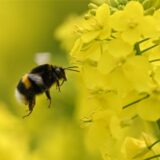 Eine Hummel fliegt in einem Rapsfeld eine Rapsblüte an.