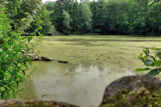 Der „Zweite Teich“ im Bornekamp ist für Erholungssuchende ein Anlaufpunkt und ein Ort zum Verweilen. Entstanden ist er allerdings als Zweckbau: Er ist eines der beiden Hochwasserrückhaltebecken, die Unna schützen, wenn starke Regenfälle den Kortelbach anschwellen lassen.