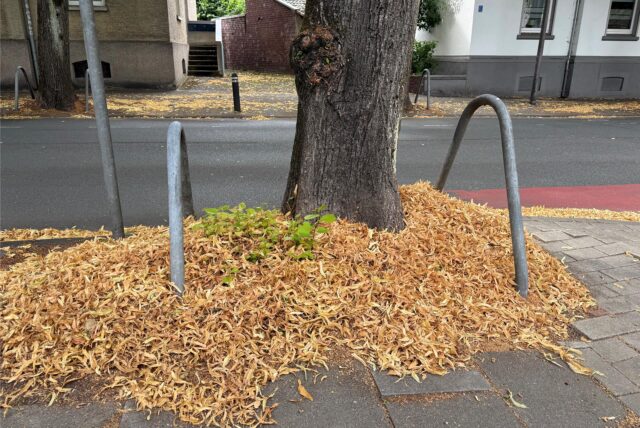 Ein Laubhaufen blockiert einen Gehweg in Unna.