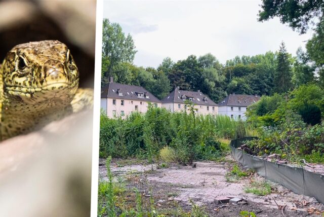 Zaun- und Waldeidechsen sind an der Wasserstraße heimisch