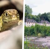 Zaun- und Waldeidechsen sind an der Wasserstraße heimisch