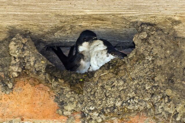 Zwei Schwalben kuscheln in ihrem Nest unter dem Dach.