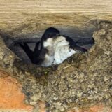Zwei Schwalben kuscheln in ihrem Nest unter dem Dach.