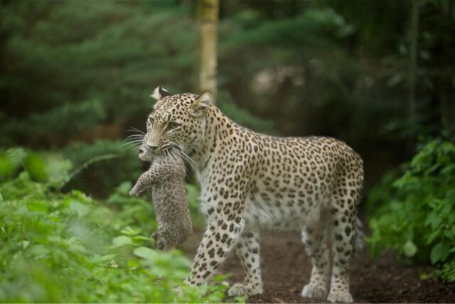 Die Persische Leoparden-Katze «Nahla» hat Nachwuchs und hält das Jungtier im Maul.
