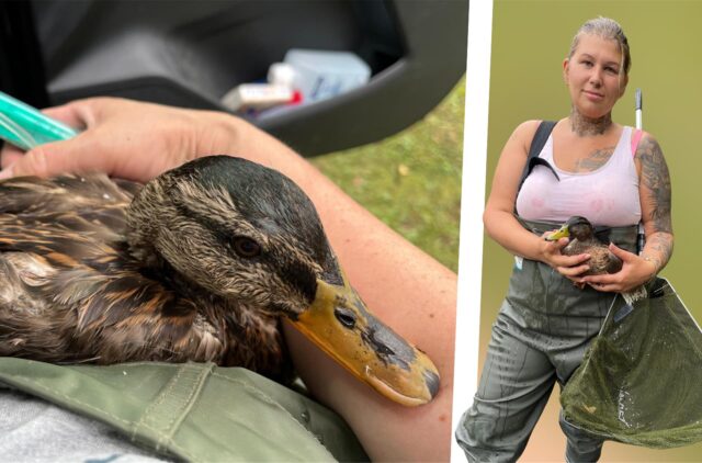 Luci Wiets mit einer Ente aus dem Stadtsee in Werne