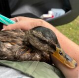 Luci Wiets mit einer Ente aus dem Stadtsee in Werne