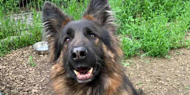 Der Schäferhund Gibon aus dem Schwerter Tierheim sucht ein Zuhause. Er blickt aufmerksam in die Kamera.