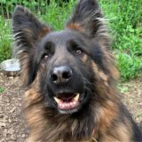 Der Schäferhund Gibon aus dem Schwerter Tierheim sucht ein Zuhause. Er blickt aufmerksam in die Kamera.