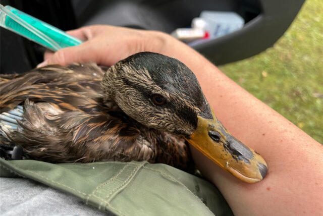 Eine Ente vom Stadtsee in Werne