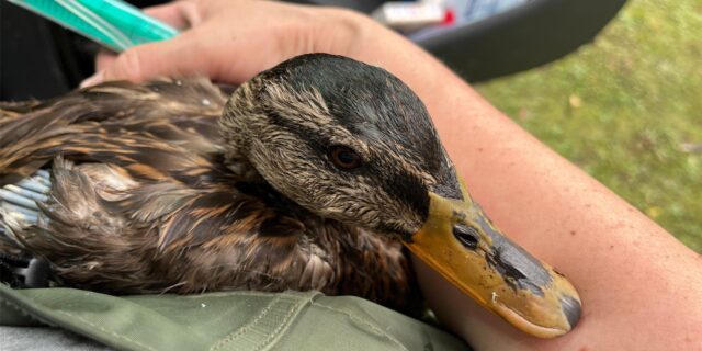 Eine Ente vom Stadtsee in Werne