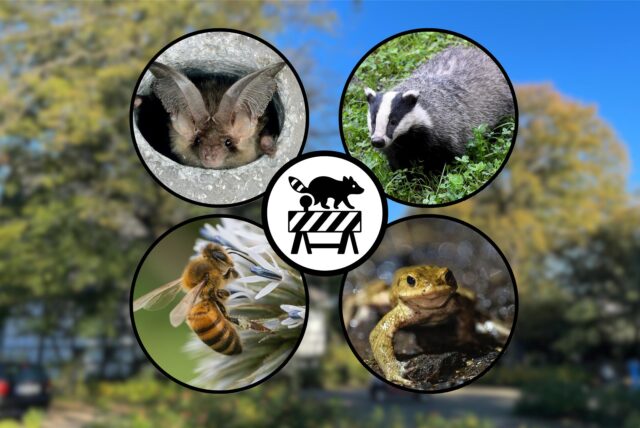 Ob Eidechse, Dachs, Fledermaus oder Molch – geschützte Tiere wie diese haben in den vergangenen Jahren mehrfach Bauprojekte im Kreis Unna verzögert.
