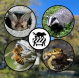 Ob Eidechse, Dachs, Fledermaus oder Molch – geschützte Tiere wie diese haben in den vergangenen Jahren mehrfach Bauprojekte im Kreis Unna verzögert.